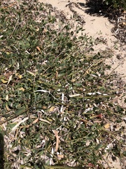 Atriplex prostrata