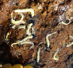 Spirobranchus cariniferus