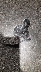 Pseudelaphe phaescens