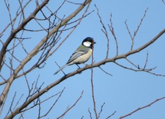 Parus minor