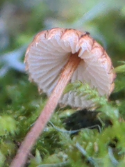 Crinipellis piceae