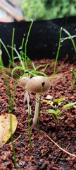 Basidiomycota