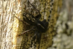 Ocrisiona leucocomis