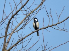 Parus minor
