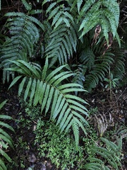 Woodwardia japonica