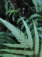 Woodwardia japonica