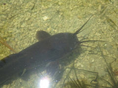 Clarias batrachus