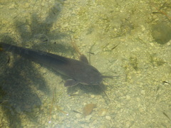 Clarias batrachus