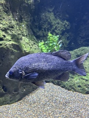 Hephaestus tulliensis