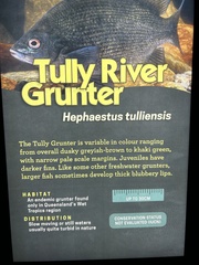 Hephaestus tulliensis