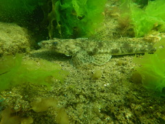 Platycephalus laevigatus