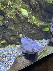 Oxyeleotris lineolata