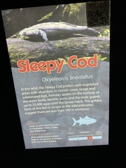 Oxyeleotris lineolata