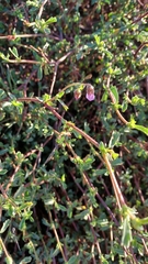 Hermannia