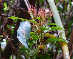 Macaranga subdentata