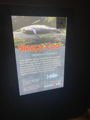 Oxyeleotris lineolata