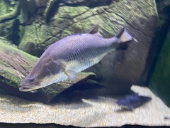 Oxyeleotris lineolata