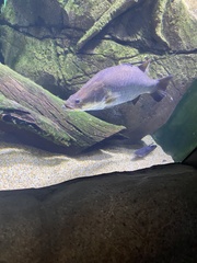 Oxyeleotris lineolata