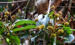 Macaranga subdentata