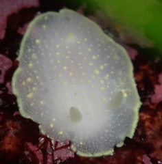 Cadlina flavomaculata