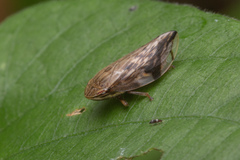Clovia
