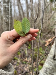 Frangula purshiana