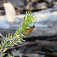 Philobota arabella
