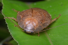 Pseudophoraspis