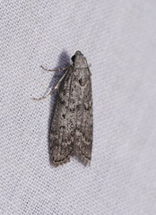 Heteromicta pachytera