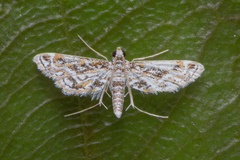 Parapoynx diminutalis