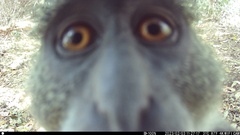 Cercopithecus mitis albogularis