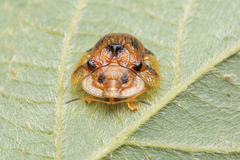 Laccoptera nepalensis