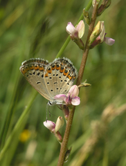 Plebejus argyrognomon