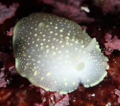 Cadlina flavomaculata