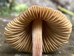 Conocybe