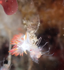 Coryphella trilineata