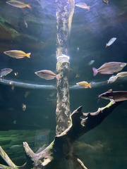 Melanotaenia splendida