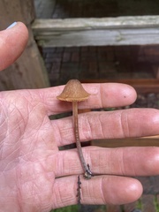 Conocybe