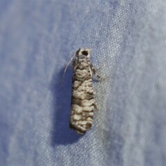 Retinia gemistrigulana