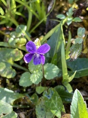 Viola inconspicua nagasakiensis