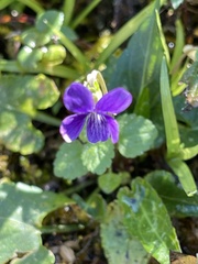 Viola inconspicua nagasakiensis