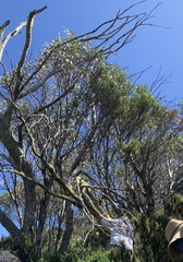 Eucalyptus pauciflora niphophila