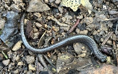 Batrachoseps attenuatus