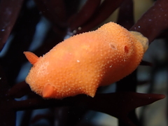 Aldisa sanguinea
