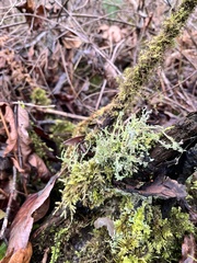 Cladonia furcata