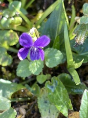 Viola inconspicua nagasakiensis