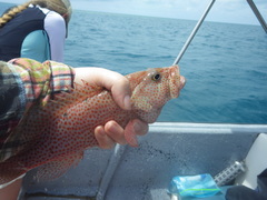 Cephalopholis cruentata