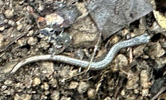 Batrachoseps attenuatus