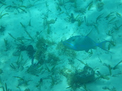 Balistes vetula