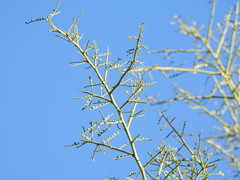 Parkinsonia microphylla
